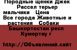 Породные щенки Джек Рассел терьер-мальчики › Цена ­ 40 000 - Все города Животные и растения » Собаки   . Башкортостан респ.,Кумертау г.